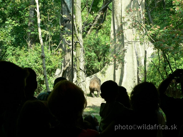 congo gorilla 03.jpg - Outdoor gorilla exhibit.